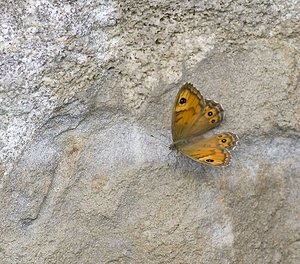 Lasiommata maera (Nymphalidae)  - Némusien, Satyre - Large Wall Ariege [France] 08/07/2008 - 930m