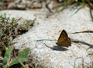 Lycaena phlaeas (Lycaenidae)  - Cuivré commun, Argus bronzé, Bronzé - Small Copper Sobrarbe [Espagne] 13/07/2008 - 610m