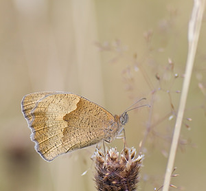 Maniola jurtina (Nymphalidae)  - Myrtil, Myrtile, Jurtine, Janire - Meadow Brown Haute-Vienne [France] 18/07/2008 - 600m