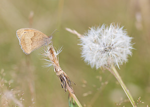 Maniola jurtina (Nymphalidae)  - Myrtil, Myrtile, Jurtine, Janire - Meadow Brown Haute-Vienne [France] 18/07/2008 - 600m