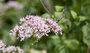 Melanargia galathea (Nymphalidae)  - Demi-Deuil, Échiquier, Échiquier commun, Arge galathée Ariege [France] 10/07/2008 - 830m