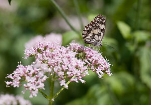 Melanargia galathea (Nymphalidae)  - Demi-Deuil, Échiquier, Échiquier commun, Arge galathée Ariege [France] 10/07/2008 - 830m