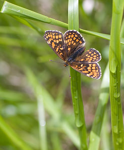 Melitaea athalia (Nymphalidae)  - Mélitée du Mélampyre, Damier Athalie - Heath Fritillary Hautes-Pyrenees [France] 13/07/2008 - 1640m