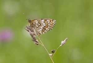 Melitaea deione (Nymphalidae)  - Mélitée des Linaires Ariege [France] 08/07/2008 - 940m