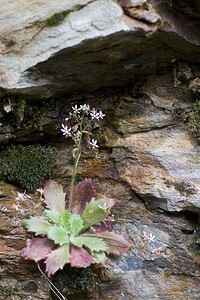 Micranthes clusii subsp. Clusii (Saxifragaceae)  - Saxifrage de l'écluse Ariege [France] 08/07/2008 - 1590m