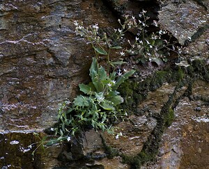Micranthes clusii subsp. Clusii (Saxifragaceae)  - Saxifrage de l'écluse Ariege [France] 08/07/2008 - 1590m