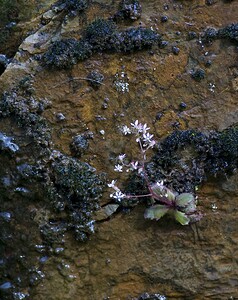 Micranthes clusii subsp. Clusii (Saxifragaceae)  - Saxifrage de l'écluse Ariege [France] 08/07/2008 - 1590m