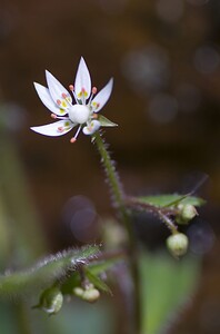 Micranthes clusii subsp. Clusii (Saxifragaceae)  - Saxifrage de l'écluse Ariege [France] 08/07/2008 - 1590m