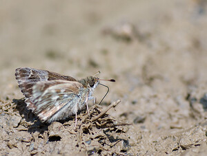 Muschampia floccifera (Hesperiidae)  - Hesperie de la Mauve Ariege [France] 09/07/2008 - 810m