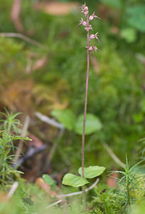 Neottia cordata (Orchidaceae)  - Néottie cordée, Listère à feuilles cordées, Listère à feuilles en coeur, Listère cordée - Lesser Twayblade Haute-Garonne [France] 11/07/2008 - 1420m