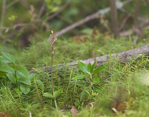 Neottia cordata (Orchidaceae)  - Néottie cordée, Listère à feuilles cordées, Listère à feuilles en coeur, Listère cordée - Lesser Twayblade Haute-Garonne [France] 11/07/2008 - 1430m