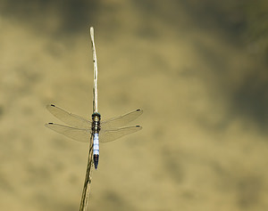 Orthetrum albistylum (Libellulidae)  - Orthétrum à stylets blancs Tarn-et-Garonne [France] 18/07/2008 - 100mM?le, adulte. Noter l'appendice blanc qui le distingue d'O cancellatum.