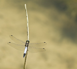 Orthetrum albistylum (Libellulidae)  - Orthétrum à stylets blancs Tarn-et-Garonne [France] 18/07/2008 - 100mM?le, adulte. Noter l'appendice blanc qui le distingue d'O cancellatum.