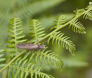 Perla marginata (Perlidae)  Ariege [France] 08/07/2008 - 940m