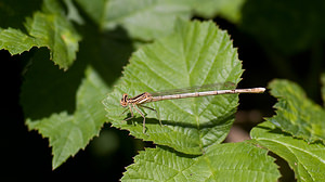 Platycnemis pennipes (Platycnemididae)  - Agrion à larges pattes, Pennipatte bleuâtre - White-legged Damselfly, Blue featherleg Tarn-et-Garonne [France] 18/07/2008 - 100m