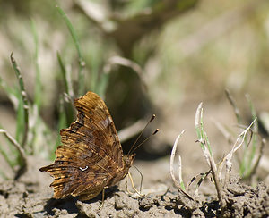 Polygonia c-album (Nymphalidae)  - Robert-le-diable - Comma Haute-Ribagorce [Espagne] 15/07/2008 - 980m