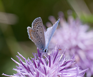 Polyommatus icarus (Lycaenidae)  - Azuré de la Bugrane, Argus bleu - Common Blue Sobrarbe [Espagne] 14/07/2008 - 870m