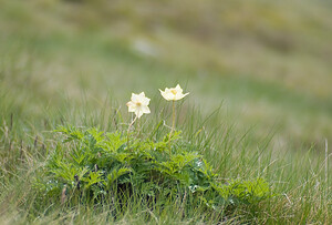 Pulsatilla alpina subsp. apiifolia (Ranunculaceae)  - Pulsatille soufrée, Anémone soufrée, Pulsatille à feuilles d'ache, Anémone à feuilles d'ache  [Andorre] 17/07/2008 - 2400m