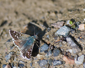 Pyrgus  (Hesperiidae)  Ariege [France] 09/07/2008 - 810m