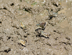 Pyrgus  (Hesperiidae)  Haute-Ribagorce [Espagne] 15/07/2008 - 980m