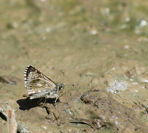 Pyrgus carthami (Hesperiidae)  - Hespérie du Carthame, Bigarré, Grande Hespéride, Plain-Chant Haute-Ribagorce [Espagne] 15/07/2008 - 980m