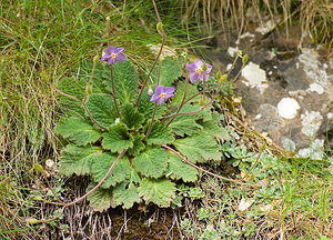 Ramonda myconi (Gesneriaceae)  - Ramondie des Pyrénées, Ramonda des Pyrénées - Pyrenean-violet Haute-Ribagorce [Espagne] 16/07/2008 - 1400mEnd?mique pyr?n?enne