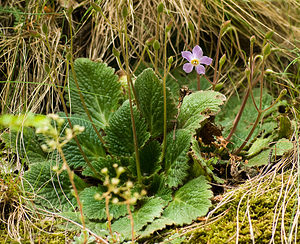 Ramonda myconi (Gesneriaceae)  - Ramondie des Pyrénées, Ramonda des Pyrénées - Pyrenean-violet Haute-Ribagorce [Espagne] 16/07/2008 - 1400mEnd?mique pyr?n?enne