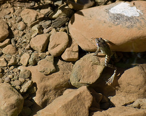 Rana dalmatina (Ranidae)  - Grenouille agile - Agile Frog Sobrarbe [Espagne] 15/07/2008 - 1630m