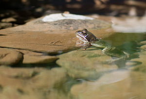 Rana dalmatina (Ranidae)  - Grenouille agile - Agile Frog Sobrarbe [Espagne] 15/07/2008 - 1630m