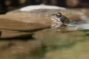 Rana dalmatina (Ranidae)  - Grenouille agile - Agile Frog Sobrarbe [Espagne] 15/07/2008 - 1630m