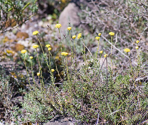 Santolina chamaecyparissus (Asteraceae)  - Santoline faux cyprès, Santoline petit cyprès, Santoline de Marchi - Lavender-cotton Sobrarbe [Espagne] 14/07/2008 - 870m