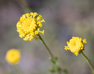 Santolina chamaecyparissus (Asteraceae)  - Santoline faux cyprès, Santoline petit cyprès, Santoline de Marchi - Lavender-cotton Sobrarbe [Espagne] 14/07/2008 - 870m