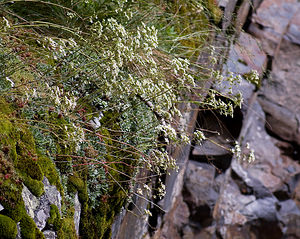 Saxifraga paniculata (Saxifragaceae)  - Saxifrage paniculée, Saxifrage aizoon - Livelong Saxifrage Hautes-Pyrenees [France] 13/07/2008 - 1680m