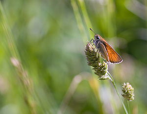 Thymelicus lineola (Hesperiidae)  - Hespérie du Dactyle, Hespérie europénne (au Canada), Ligné, Hespérie orangée - Essex Skipper Haute-Ribagorce [Espagne] 15/07/2008 - 1090m