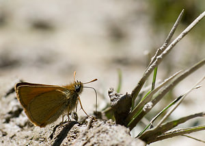 Thymelicus sylvestris (Hesperiidae)  - Hespérie de la Houque - Small Skipper Haute-Ribagorce [Espagne] 15/07/2008 - 980m