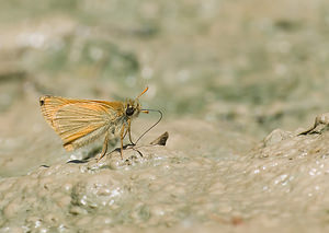 Thymelicus sylvestris (Hesperiidae)  - Hespérie de la Houque - Small Skipper Haute-Ribagorce [Espagne] 15/07/2008 - 980m