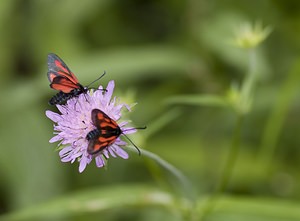 Zygaena romeo (Zygaenidae)  - Zygène de la Gesse, Zygène des Vesces - Reticent Burnet Ariege [France] 08/07/2008 - 930mforme planeixi