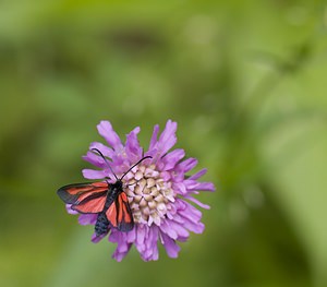 Zygaena romeo (Zygaenidae)  - Zygène de la Gesse, Zygène des Vesces - Reticent Burnet Ariege [France] 08/07/2008 - 930mforme planeixi