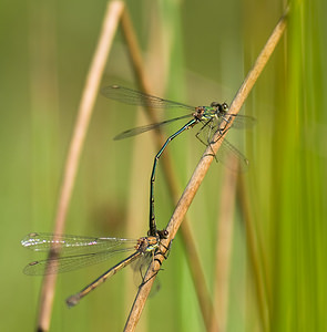 Chalcolestes viridis (Lestidae)  - Leste vert - Green Emerald Damselfly Marne [France] 30/08/2008 - 270m