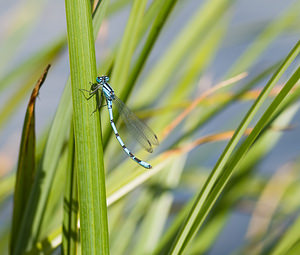Enallagma cyathigerum (Coenagrionidae)  - Agrion porte-coupe - Common Blue Damselfly Nord [France] 15/08/2008 - 30m