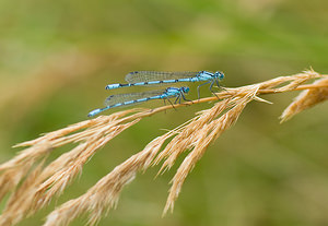 Enallagma cyathigerum (Coenagrionidae)  - Agrion porte-coupe - Common Blue Damselfly Nord [France] 23/08/2008 - 20m