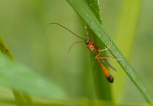 Enicospilus ramidulus (Ichneumonidae)  - Ichneumon jaune à corselet noir en dessous & extrémité du ventre noir Marne [France] 31/08/2008 - 110m