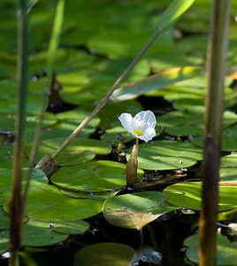 Hydrocharis morsus-ranae (Hydrocharitaceae)  - Morène, Petit nénuphar - Frogbit Nord [France] 15/08/2008 - 20m