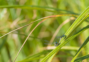 Ischnura elegans (Coenagrionidae)  - Agrion élégant - Blue-tailed Damselfly Nord [France] 15/08/2008 - 20m