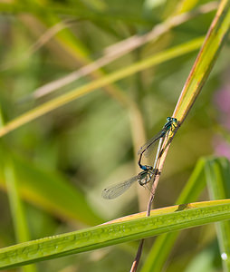 Ischnura elegans (Coenagrionidae)  - Agrion élégant - Blue-tailed Damselfly Nord [France] 15/08/2008 - 20m