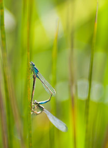 Ischnura elegans (Coenagrionidae)  - Agrion élégant - Blue-tailed Damselfly Nord [France] 15/08/2008 - 20m