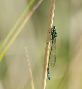 Ischnura elegans Agrion élégant Blue-tailed Damselfly