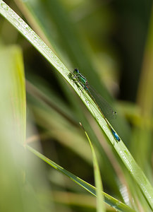 Ischnura elegans (Coenagrionidae)  - Agrion élégant - Blue-tailed Damselfly Nord [France] 23/08/2008 - 20m