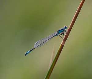 Ischnura elegans (Coenagrionidae)  - Agrion élégant - Blue-tailed Damselfly Marne [France] 31/08/2008 - 110m