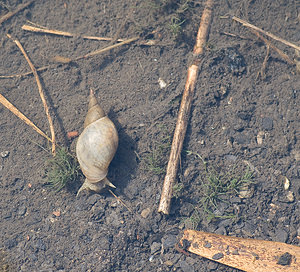 Lymnaea stagnalis (Lymnaeidae)  - Grande limnée - Great Pond Snail Nord [France] 23/08/2008 - 20m